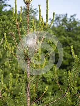 Pine processionary moth caterpillar nest. Thaumetopoea pityocampa. Destructive pest. photo