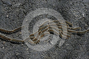 Pine Processionary Moth caterpillar, Thaumetopoea pityocampa photo