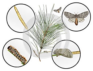 Pine processionary moth, Thaumetopoea wilkinsoni photo