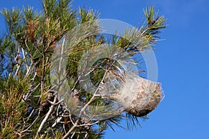 Pine processionary nest on a pine