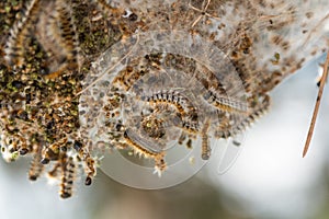 Pine processionary nides.