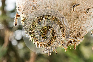 Pine processionary nides.