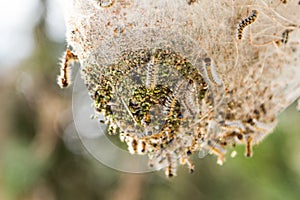 Pine processionary nides.