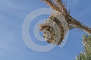 Pine processionary nides.