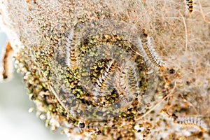 Pine processionary nides.