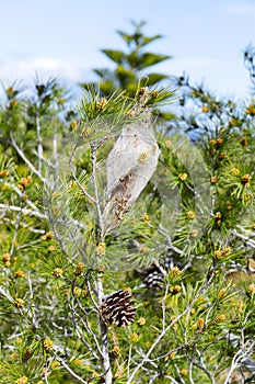 pine processionary tent on the branch of a pine tree