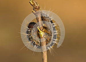 Pine processionary Thaumetopoea pityocampa photo