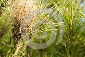 The Pine Processionary (Thaumetopoea pityocampa) photo