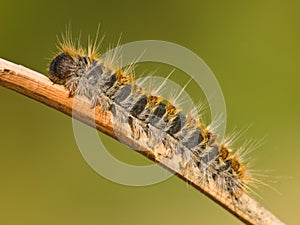 Pine processionary Thaumetopoea pityocampa on green background