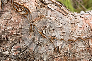 The Pine Processionary (Thaumetopoea pityocampa) photo