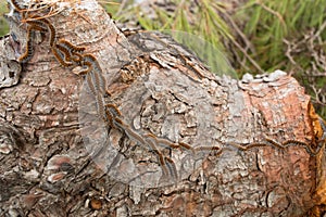 The Pine Processionary (Thaumetopoea pityocampa) photo