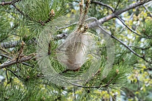 Pine processionary web on pine trees