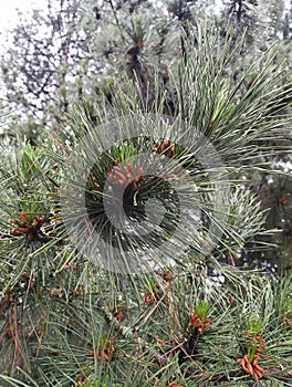 Pine in the rainly morning