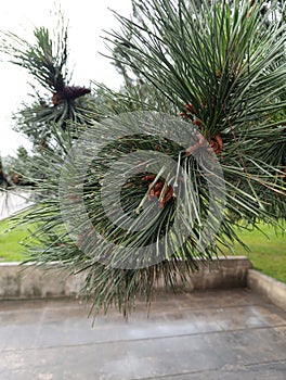 Pine in the rainly morning