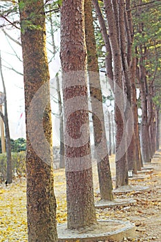 Pine Rams at Nami Island, Korea.