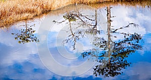 Pine reflection from bog lake