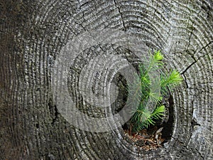 Pine regeneration