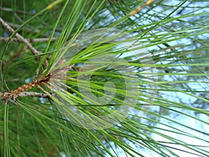 Pine relict