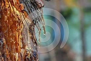Pine resin amber color flows down the bark of the tree. Damaged pine bark dripping sticky resin