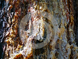 Pine resin close up shot on wounded pine tree