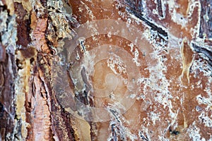Pine resin