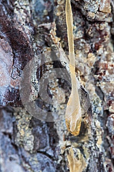 Pine resin