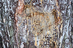 Pine resin
