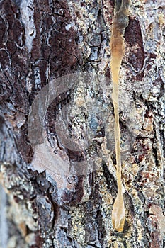 Pine resin