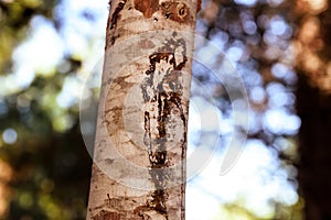 Pine resin protects the tree from injuries and infections