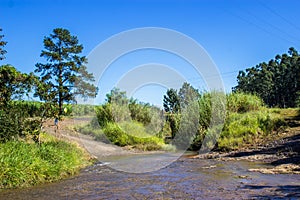 Pine and road