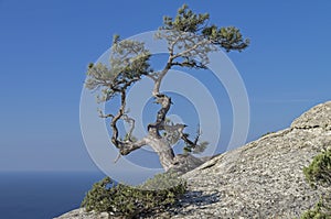 Pine on a rock against the blue sky. Crimea.