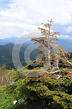 Pine on rock of Lago-Naki plateau in summer