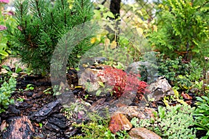 Pine rockery in autumn in the garden