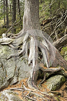 Pine roots on the big stone