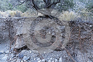 Pine Roots Exposed In Erosion Gully