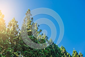 Pine row in blue sky on the background in the morning