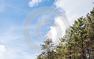 Pine row under the cloudy sky
