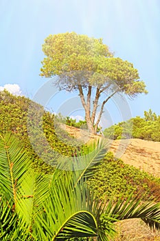 Pine on sandy hillock surrounded by shrubs and young palm trees against the blue sky on a sunny day