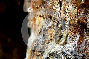 Pine Sap