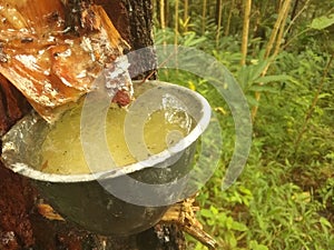 Pine sap close up natural background