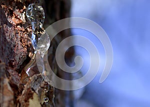 Pine Sap Pitch Resin 1