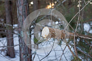 Pine sawed in the winter forest.