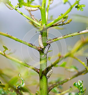 Pine sawfly larvae, Neodiprion spp., are the most common defoliating insects of pine trees