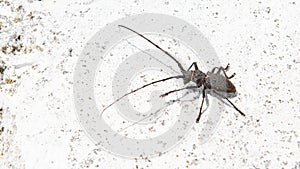 The Pine sawyer beetle Monochamus galloprovincialis from family Cerambycidae on a white background