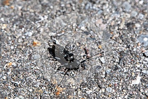 Pine Sawyer Beetle sitting on the ground.