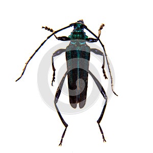 The Pine sawyer beetle on the white background