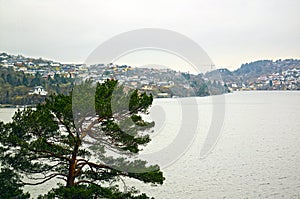 Pine at the sea. Bergen