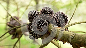 Pine seed cones on a branch of a coniferous spring tree close up in woodland.