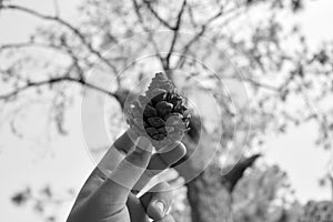 Pine seed on hand and blurred background in black and white photography