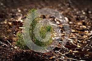 Pine Seedling